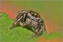 <p>SKÁKAVKA ČERNÁ (Evarcha arcuata) ---- /species of jumping spiders - Spinnenart aus der Familie der Springspinnen/</p>